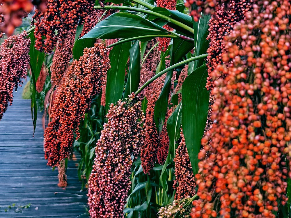 本地小紅高粱